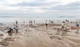 海南赶海爆料视频大全最新,揭秘最新爆料视频大全