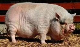 小猪崽子爆料视频播放,揭秘幕后真相