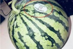 藏族网红吃瓜是谁,揭秘网络红人的崛起与影响力