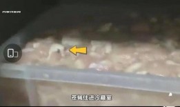 华莱士最新爆料,揭秘娱乐圈惊人内幕