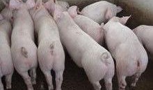 小猪崽子爆料视频播放,揭秘幕后真相