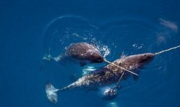 鲸鱼的叫声爆料视频下载,揭秘鲸鱼叫声背后的海洋奥秘