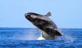 鲸鱼的叫声爆料视频下载,揭秘鲸鱼叫声背后的海洋奥秘