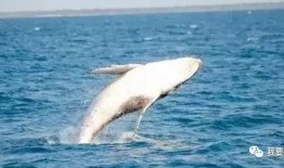 鲸鱼的叫声爆料视频下载,揭秘鲸鱼叫声背后的海洋奥秘
