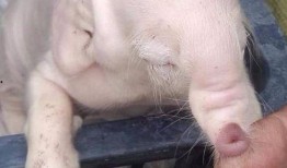 小猪崽子爆料视频播放,揭秘幕后真相