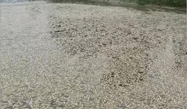 女子爆料自家鱼塘视频,女子曝光自家鱼塘惊人内幕