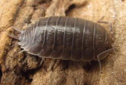 八重虫子爆料视频,内幕大曝光！